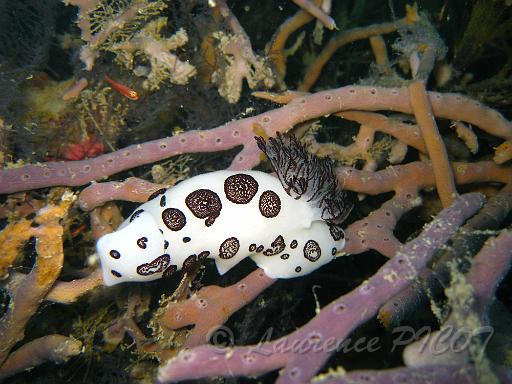 Doris funèbre -Jorunna funebris 2.JPG - Philippines - Iles calamian